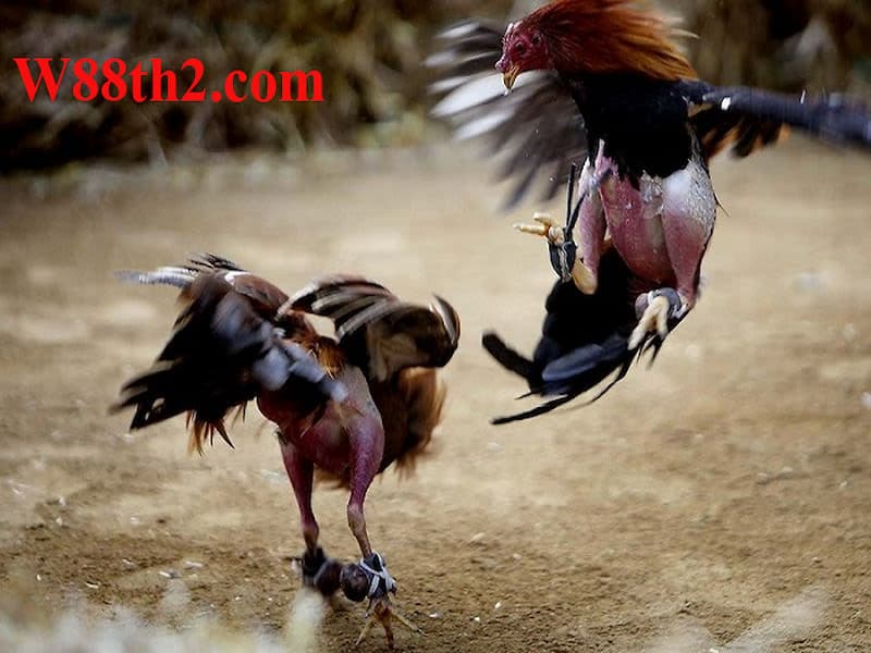 chọi gà online