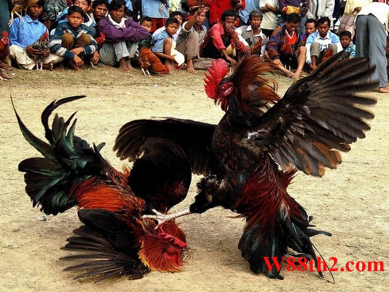 chọi gà online