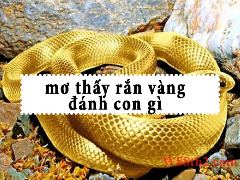 mơ thấy rắn vàng đánh số gì