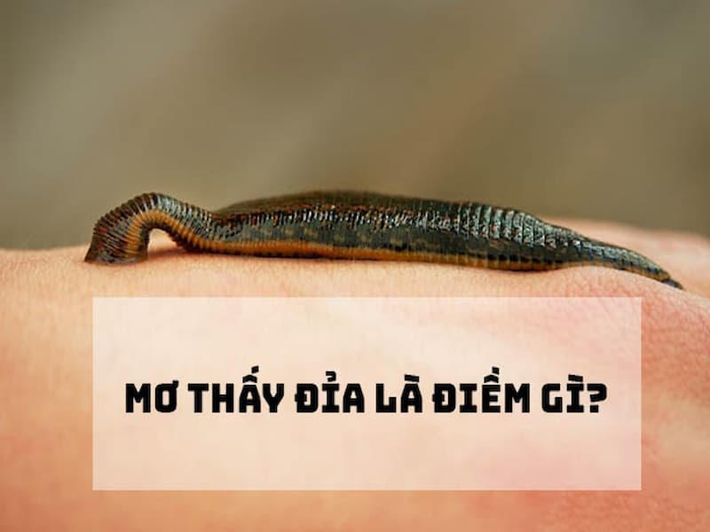 Mơ thấy đỉa dưới nước là điềm báo gì ?