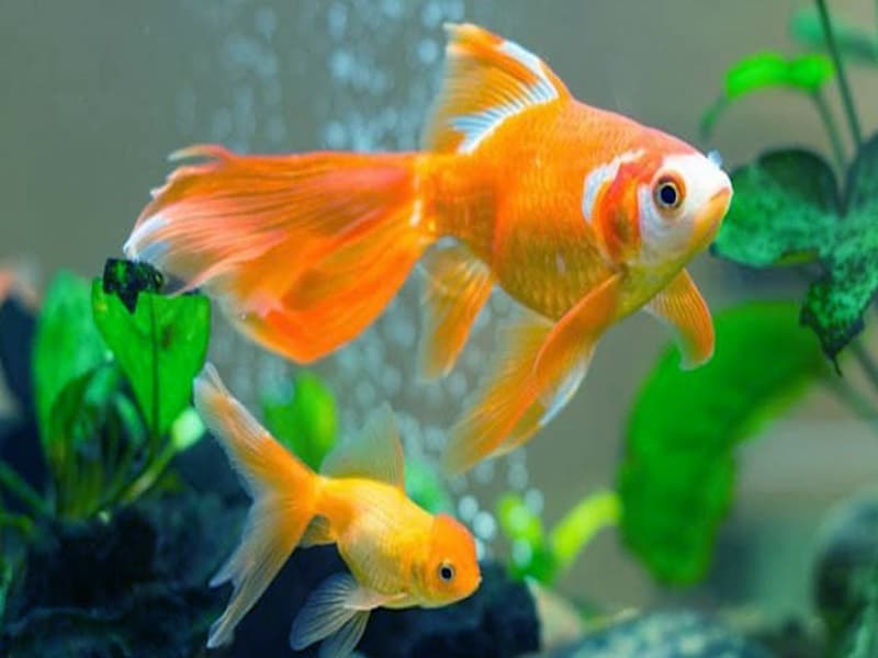 Mơ thấy cá bé bạn nên cẩn thận về tiền bạc, vật chất