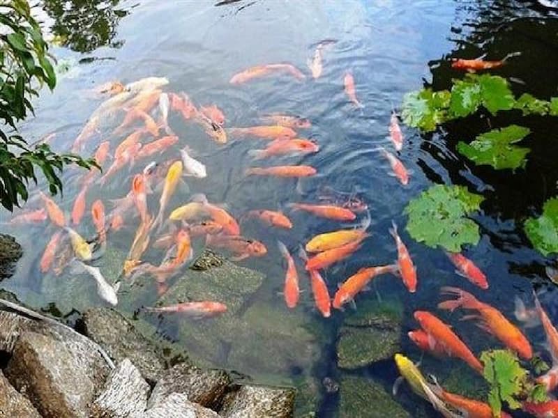 Nằm mơ thấy một áo cá với đủ loại màu sắc