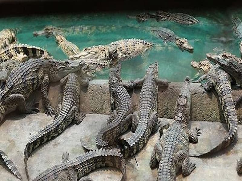 Mơ thấy một đàn cá sấu nghĩa là bạn phải cẩn thận những người xung quanh