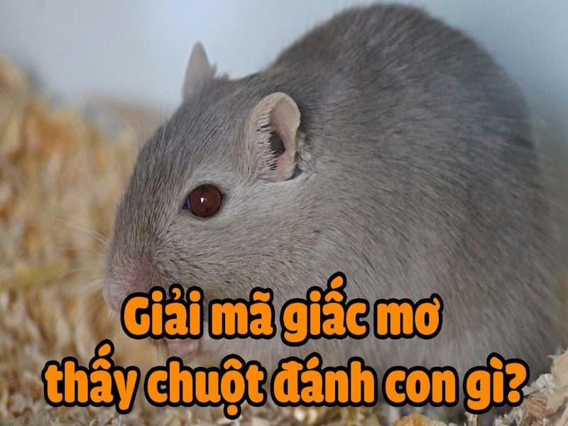 Tùy vào giấc mơ thấy chuột như nào sẽ đánh số phù hợp