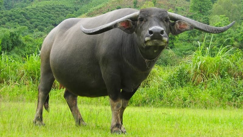 mơ thấy con trâu đánh con gì mơ thấy con trâu đánh con gì