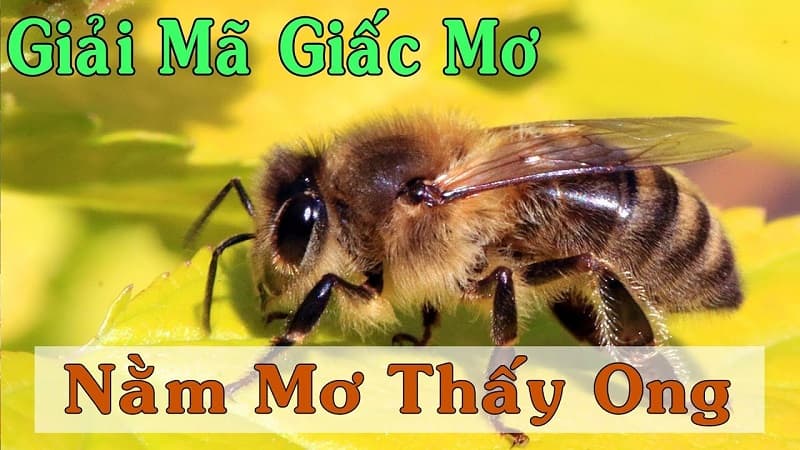 mơ thấy con ong đánh con gì mơ thấy con ong đánh con gì