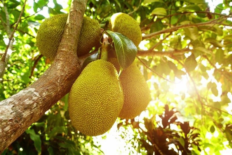 mơ quả mít đánh con gì