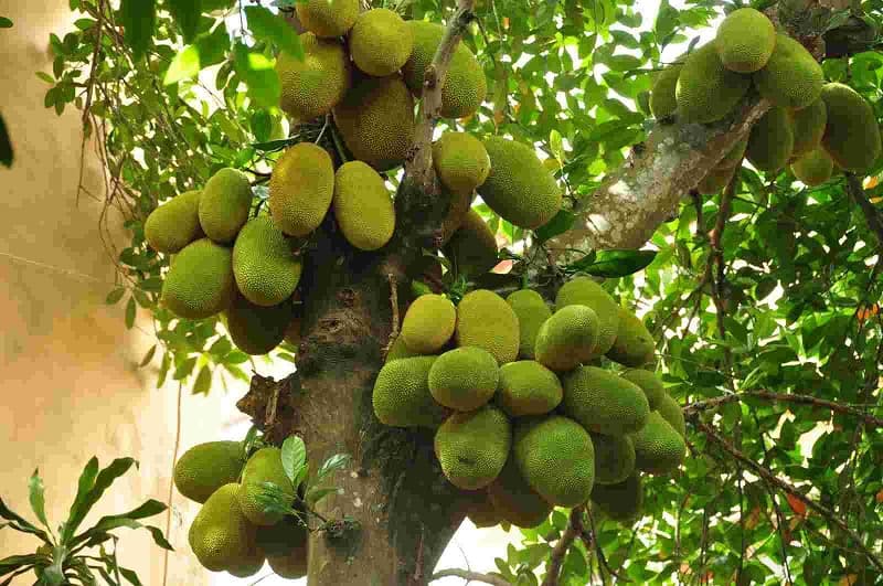 Nằm mơ thấy cây mít ra rất nhiều trái trên cây