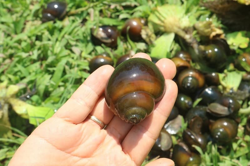 mơ thấy ăn ốc mơ thấy ăn ốc
