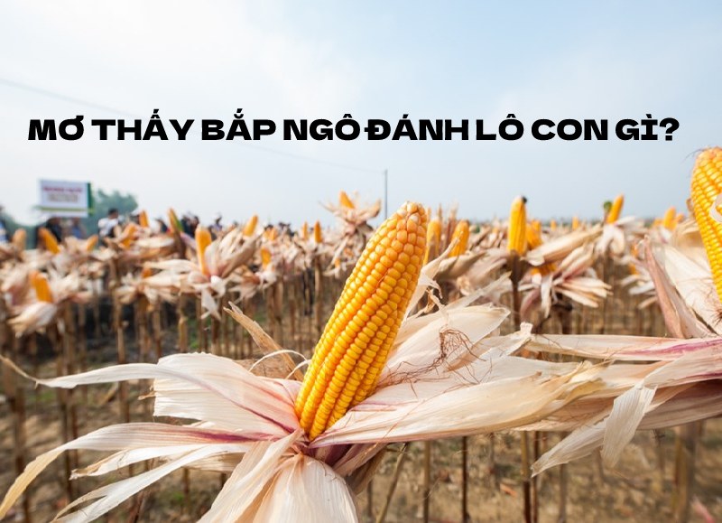 mơ thấy bắp ngô