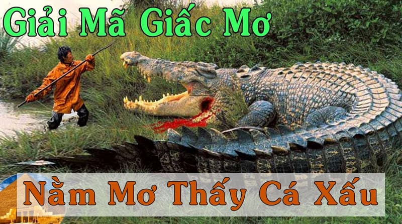 mơ thấy cá sấu đánh con gì Mơ thấy cá sấu bơi