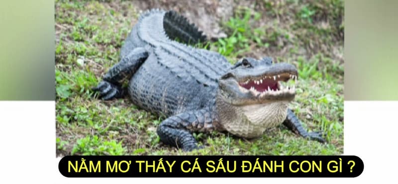 mơ thấy cá sấu đánh con gì Khi mơ thấy cá sấu đánh con gì?