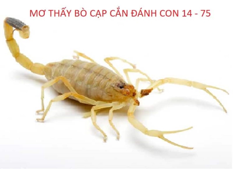 con bọ cạp số mấy con bọ cạp số mấy