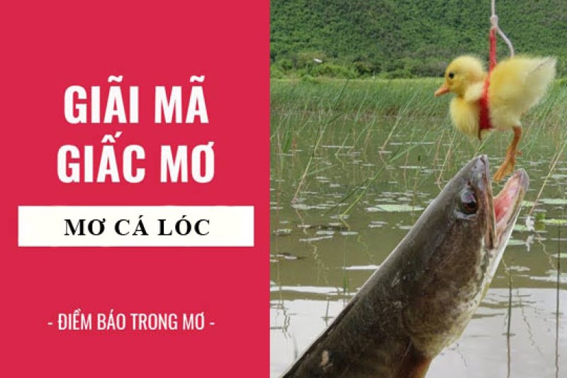 con cá lóc số mấy