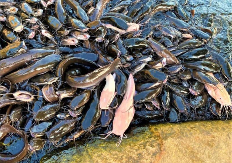 Chiêm bao thấy ao cá trê