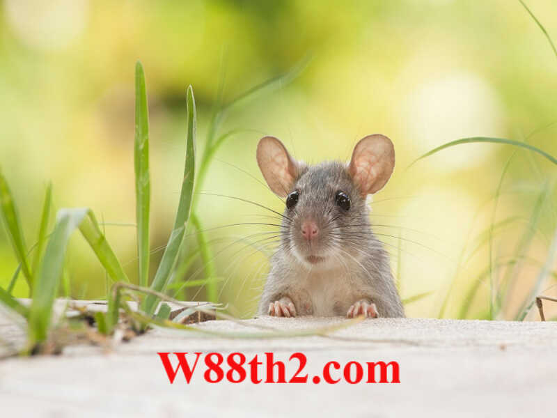 Xem tử vi tuổi Chuột đúng nhất từ chuyên gia