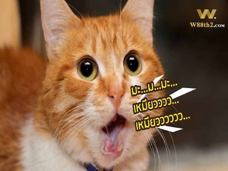 ฝันว่าได้ยินเสียงแมวร้อง ฝันเห็นแมวร้องเหมียว หมายความว่าอย่างไร
