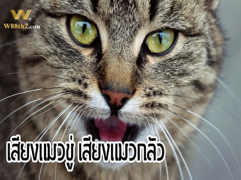 ฝันว่าได้ยินเสียงแมวร้อง ฝันว่าได้ยินเสียงแมวร้อง