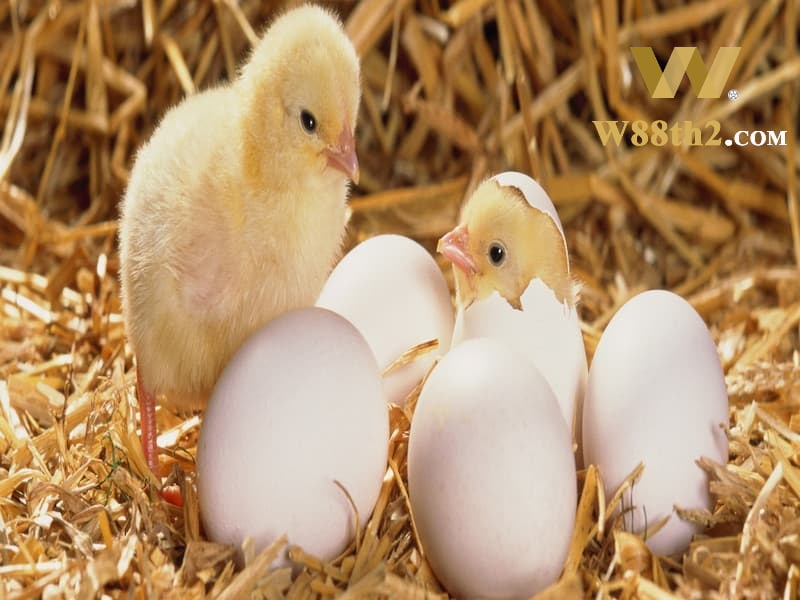 ฝันเห็นไก่ออกไข่ ฝันถึงไก่ออกไข่และความฝันที่เกี่ยวข้อง