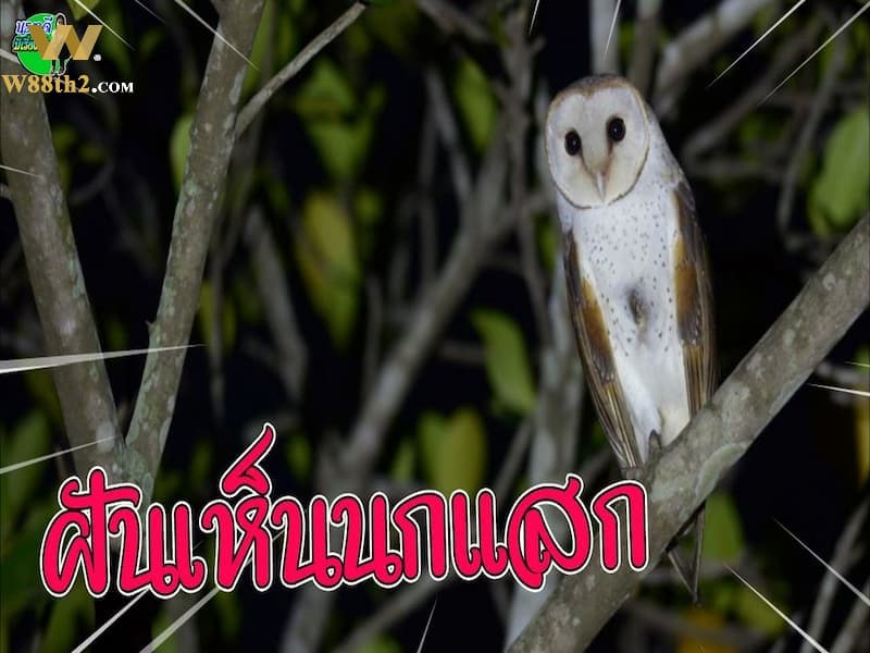 ฝันเห็นได้ยินเสียงนกฮูกร้อง ฝันเห็นได้ยินเสียงนกฮูกร้อง