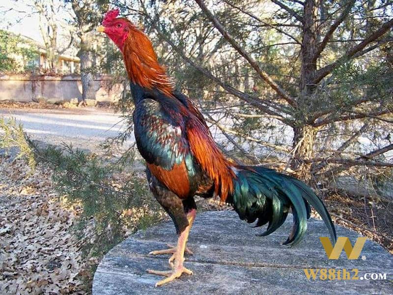 เลี้ยงไก่ชน โภชนาการของการเลี้ยงไก่ ชนที่ W88