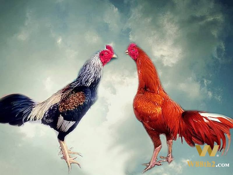วิธีเลี้ยงไก่เดือยเหล็ก วิธีการเลี้ยงไก่ชนและวิธีดูแลไก่ชน