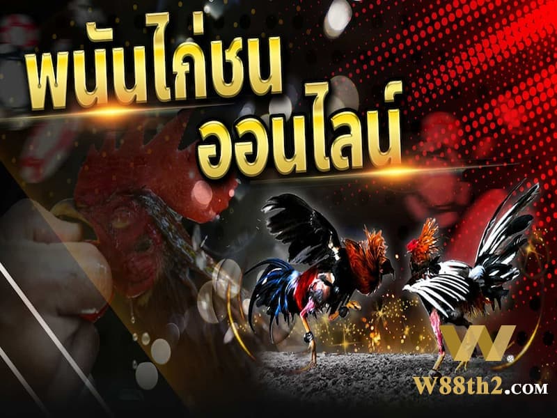ชนไก่ Thomo ชนไก่ Thomo