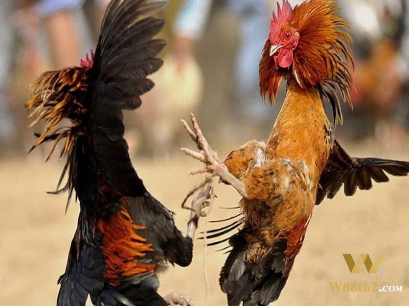 ประเภทของเดือยที่ใช้สู้ไก่ชน