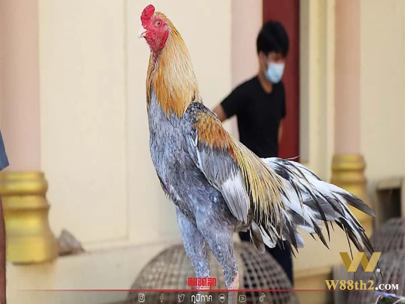 วิธีเลี้ยงไก่เดือยเหล็ก ดูแลไก่เพิ่มความฟิต วิธีเลี้ยงไก่ชนที่ W88