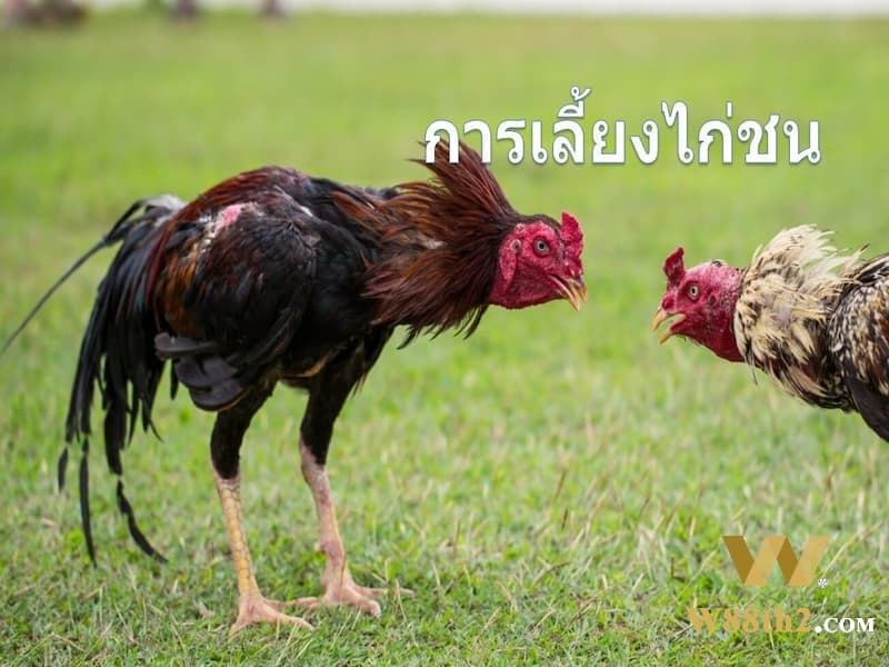 เลี้ยงไก่ชน ฝึกให้ไก่มีความแข็งแรงทางร่างกายอย่างสม่ำเสมอ