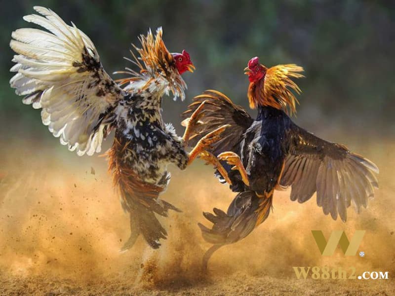 ชนไก่ Thomo การแข่งขันไก่ชนสดของกัมพูชามีรางวัลอะไรบ้าง