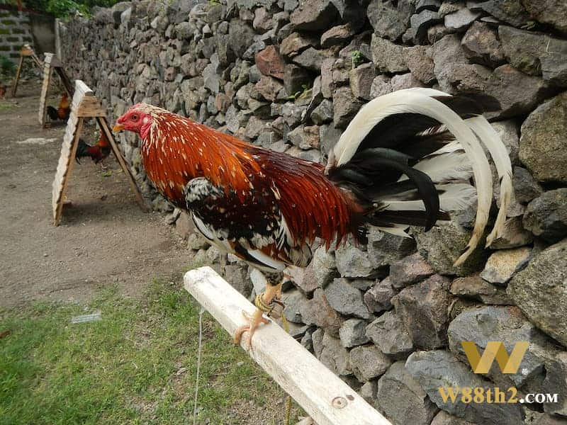 เลี้ยงไก่ชน เลี้ยงไก่ชน